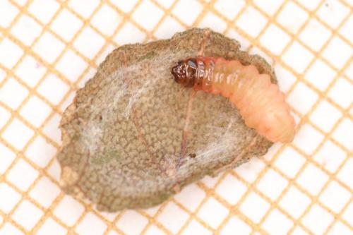 Incurvaria masculella